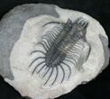 Rare Alien Looking Quadrops Trilobite - #8534-3